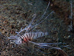 Juvenile Lionfish at Puri Jati, Bali (Canon G9, D2000w, U... by Marco Waagmeester 